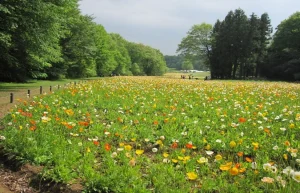 Hoa Poppy