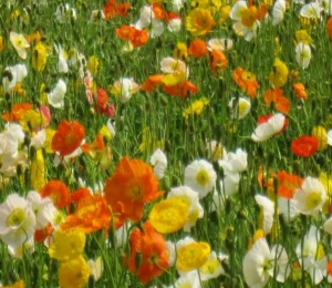 Cây Poppy