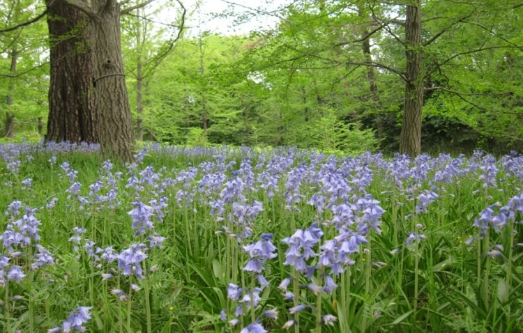 Hoa Scilla