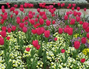Hoa Tulip