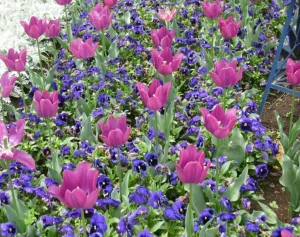 Hoa viola