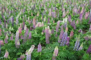Hoa Lupin