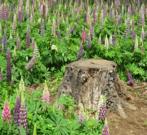 Cây Lupin
