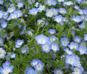 Cây Nemophila