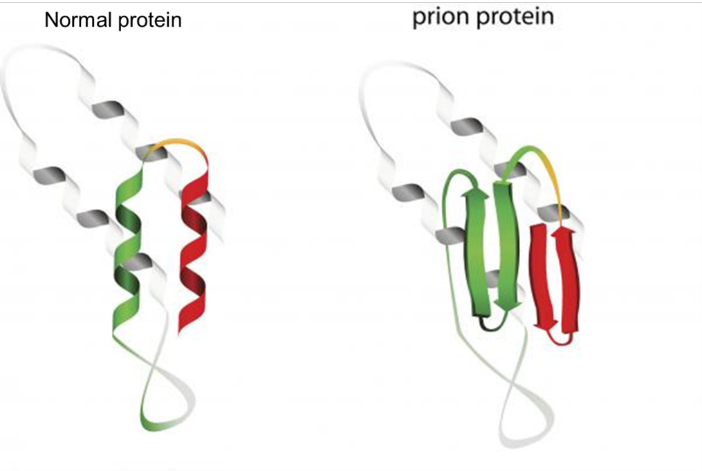 Sự khác biệt giữa vi sinh vật và prion